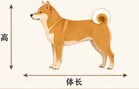 柴犬体高与体长示意图