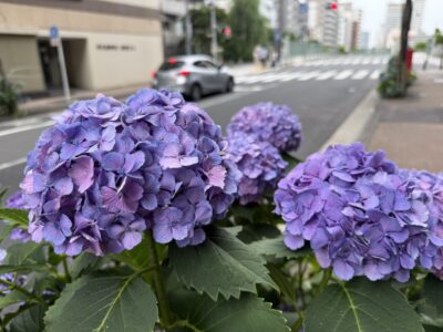 IMG 7901